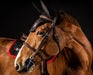 Anneaux boucles de mors Goyo Aga réglable de la marque I-Bride  adaptable au canon I-bride Easy ride. Exemple de montage sur un filet cheval. 