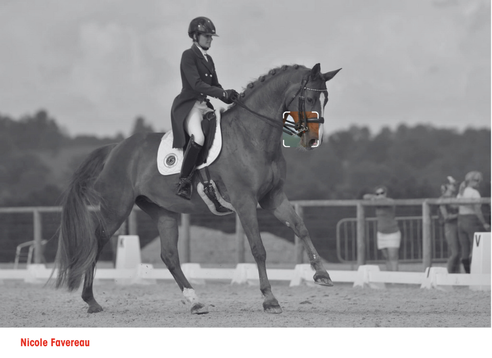 Bride branche I-Bride pour mors de bride, Easy Ride. Vendu par topmors. utilisée en dressage