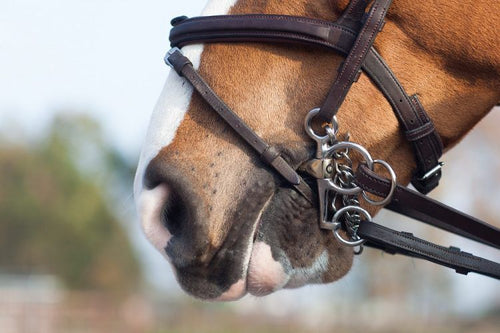 Retrouvez tous nos mors pelham pour vous aider à mieux contrôler votre cheval si celui ci se montre un peu fort et dans le sang. avec caoutchouc, à alliance, simple ou double  brisure, nous avons le modèle qu'il vous faut. 